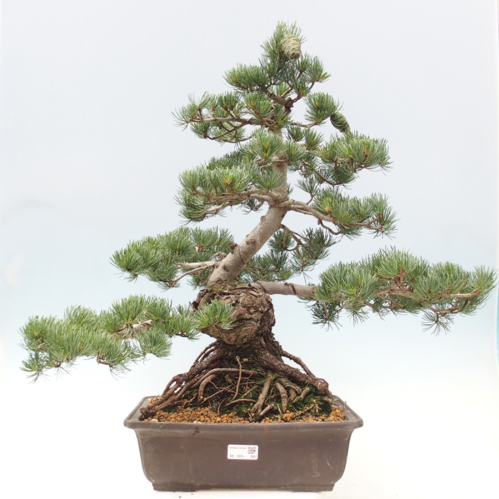 Bonsaï d'extérieur - Pinus parviflora - Pinus parviflora