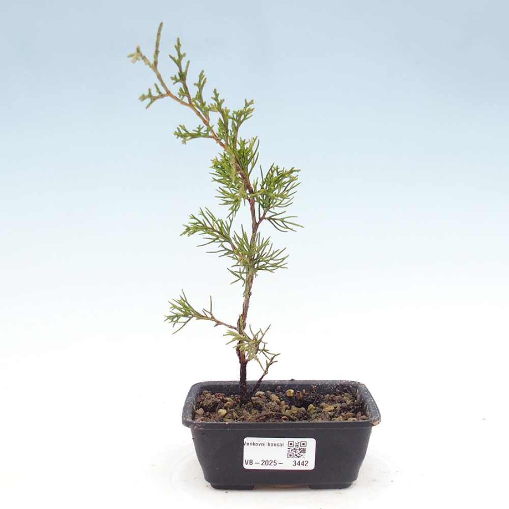 Bonsaï d'extérieur - Juniperus chinensis Itoigawa