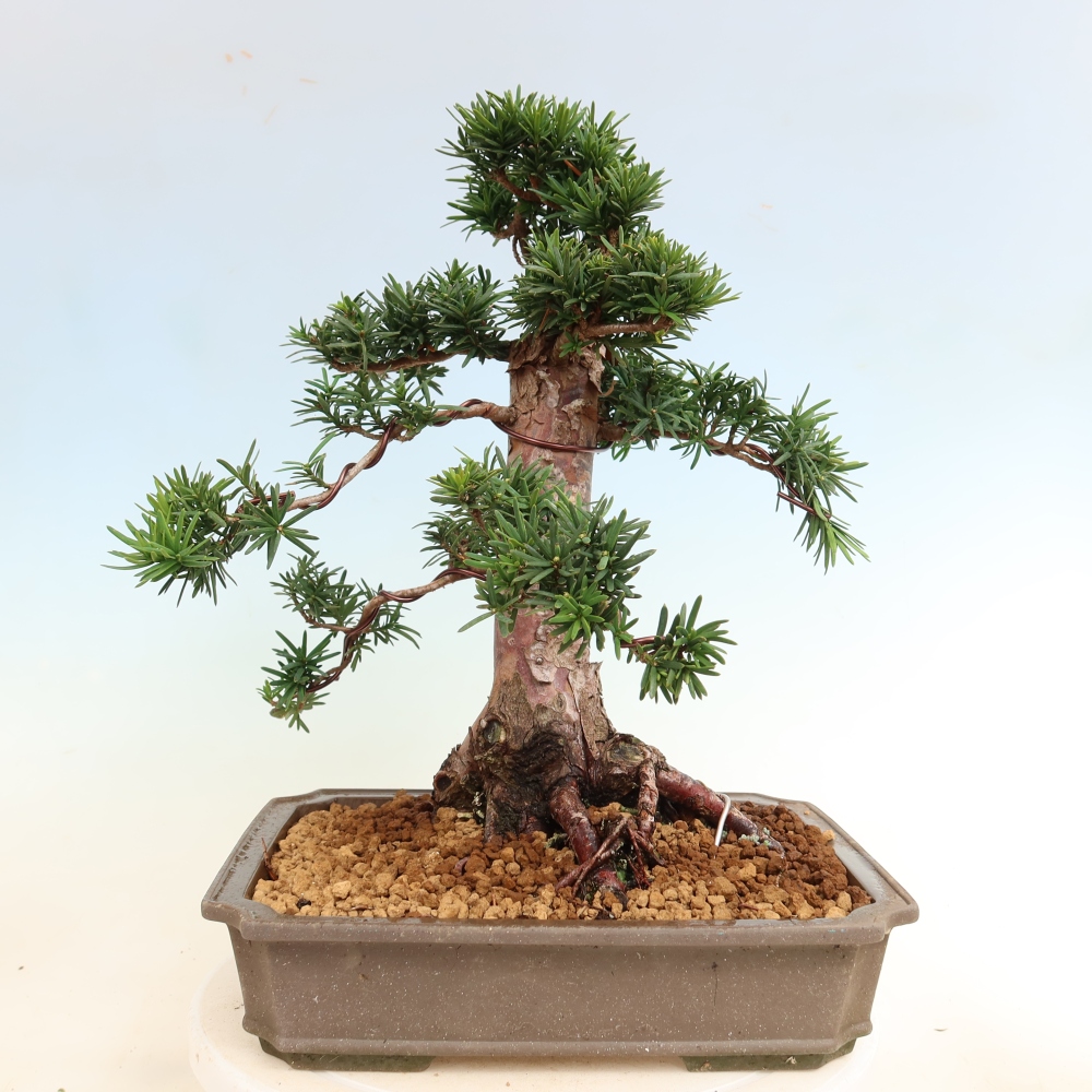 Bonsaï d'extérieur - Taxus cuspidata - If japonais