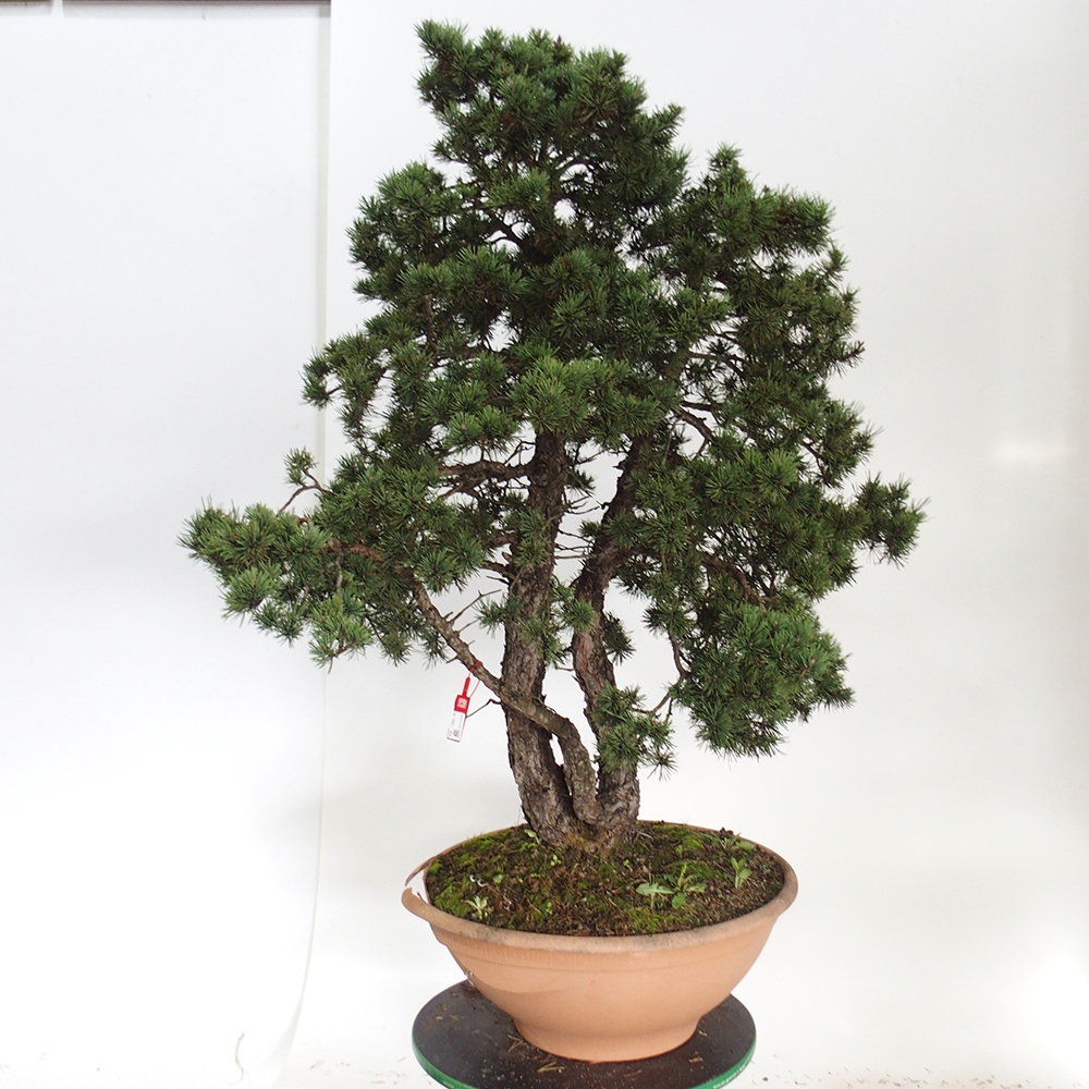 Yamadori - Pinus sylvestris Espagne