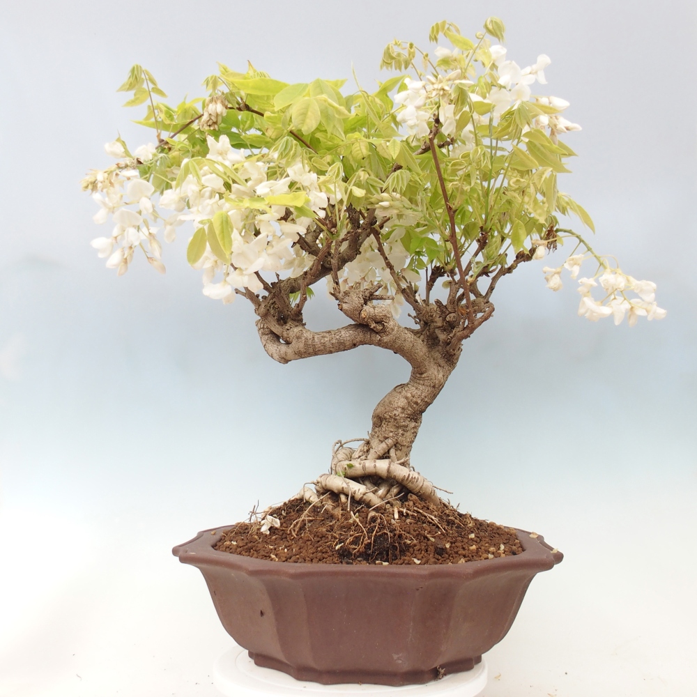 Bonsaï d'extérieur - Vistaria - Wisteria