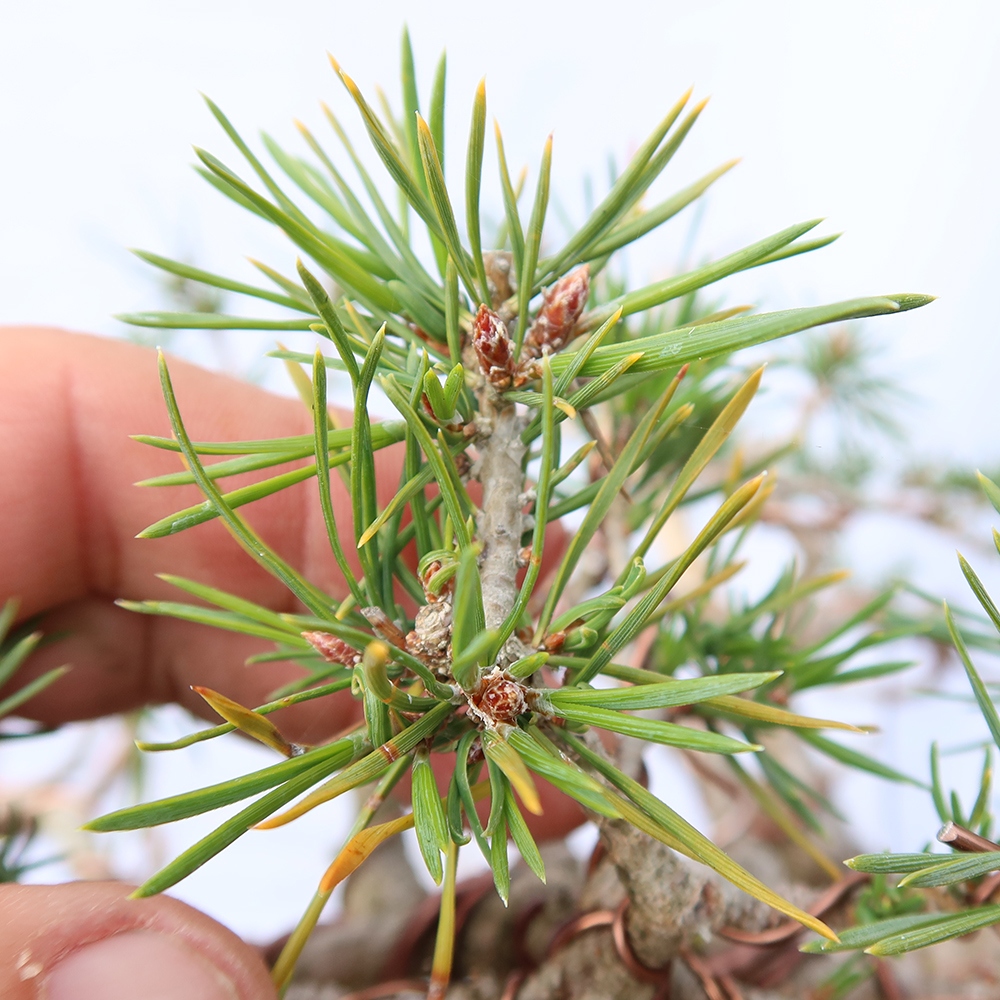 Pinus sylvestris Espagne - pin sylvestre