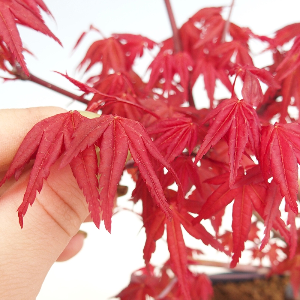 Bonsaï d'extérieur - Acer palmatum DESHOJO