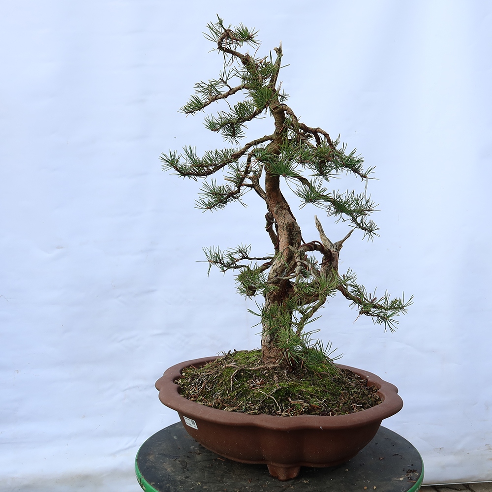 Pinus sylvestris Espagne - pin sylvestre