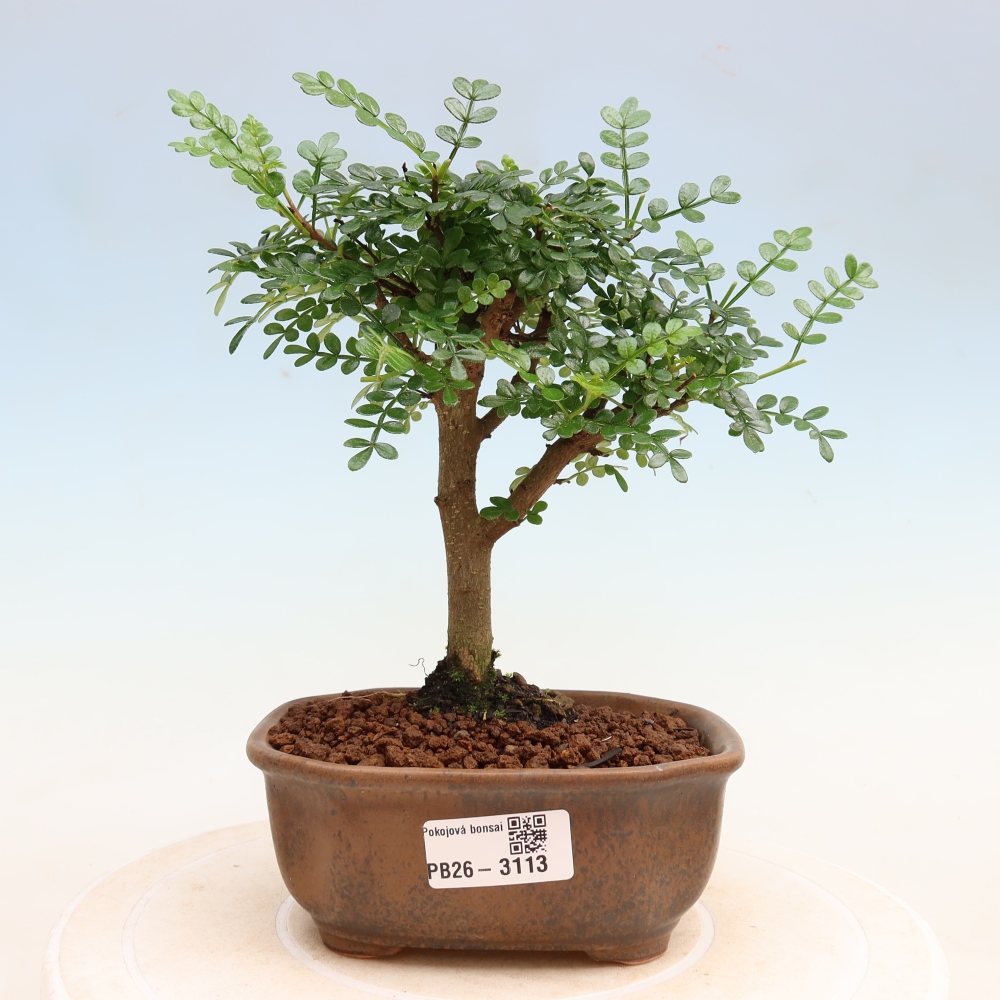 Salle bonsaï - Zantoxylum piperitum - arbre à poivre
