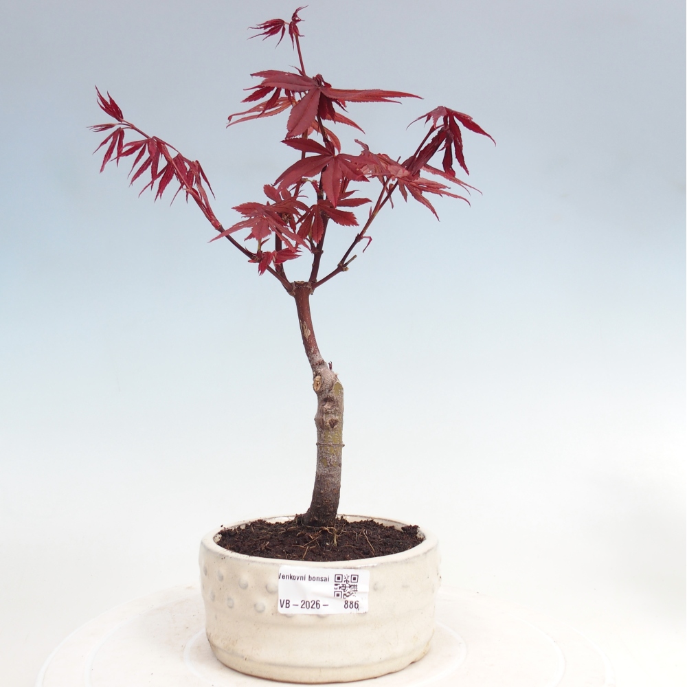Bonsaï d'extérieur - Acer palm. Atropurpureum-Javor palmate