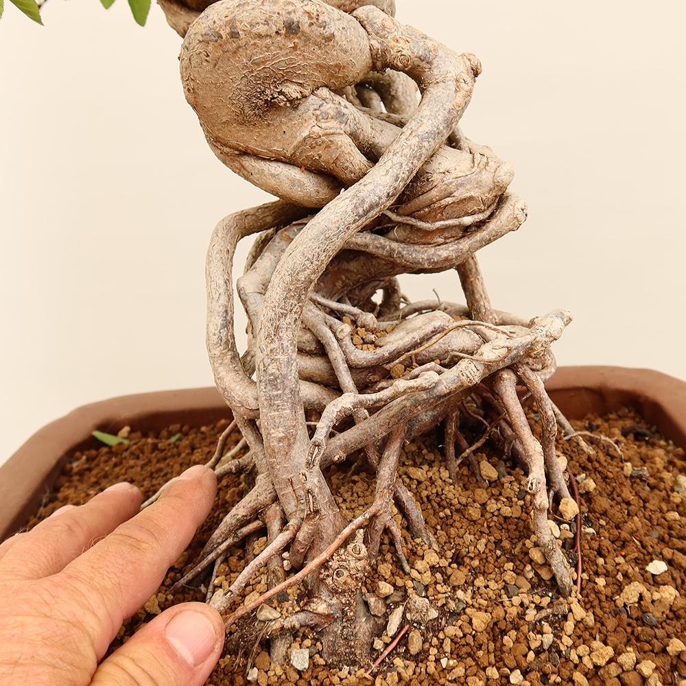 Bonsaï d'extérieur -Carpinus Coreana - Charme de Corée