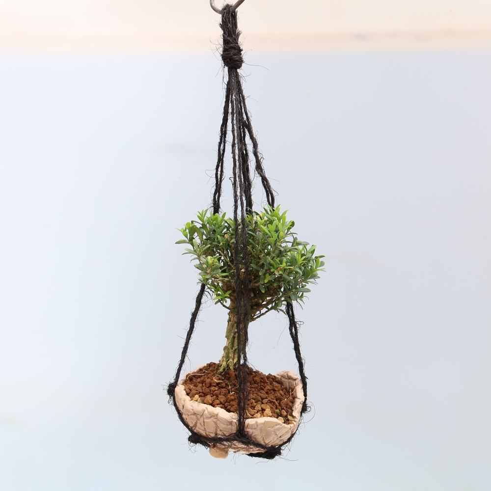 Kokedama en poterie - Buxus harlandii - buis du Liège