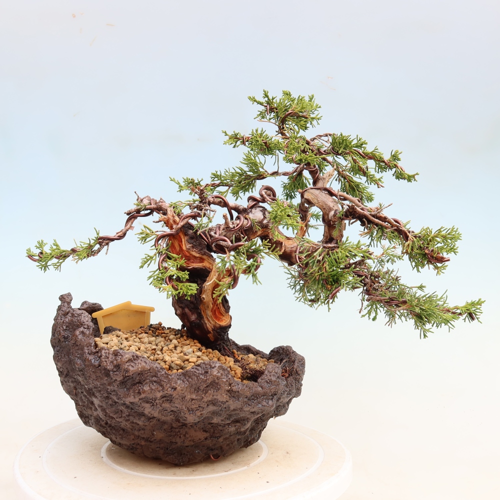 Bonsaï d'extérieur - Juniperus chinensis Itoigawa-Juniperus chinensis