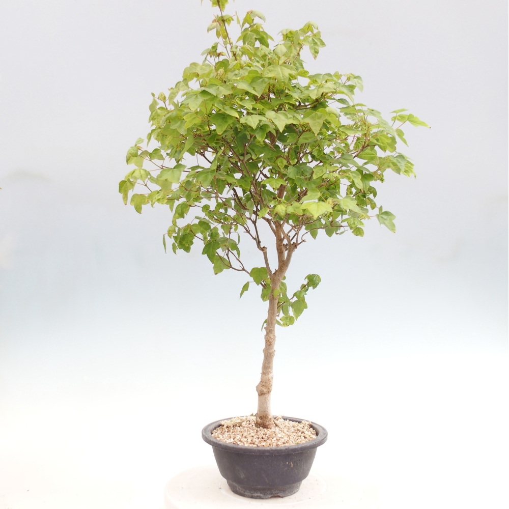 Bonsaï d'extérieur - Acer Buergerianum - Burger Maple