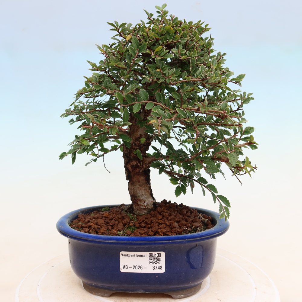 Bonsaï d'extérieur - Zelkova - Zelkova NIRE