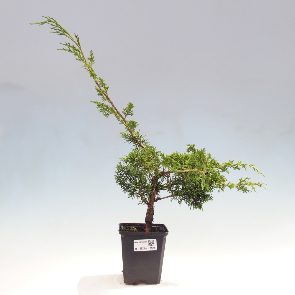 Bonsaï d'extérieur - Juniperus chinensis Itoigawa