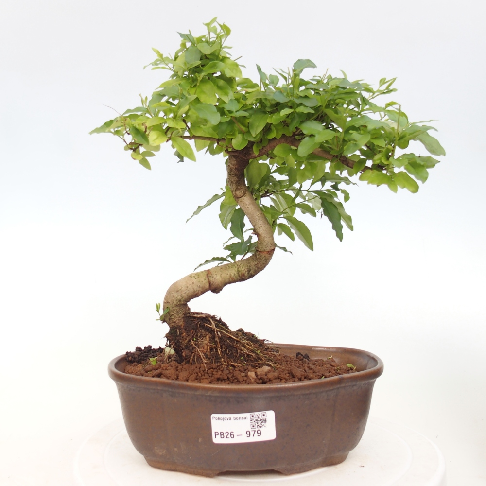 Bonsaï de chambre -Ligustrum chinensis - Bec d'oiseau