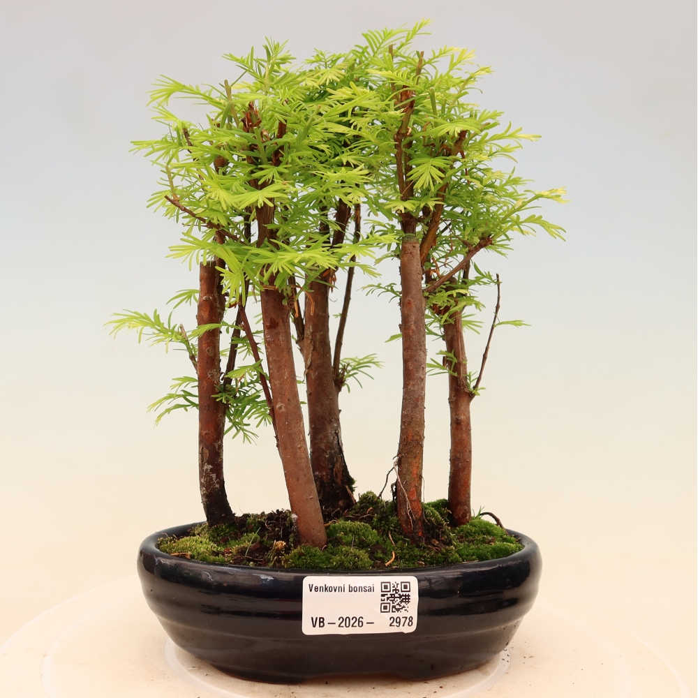 Bonsaï d'extérieur - Metasequoia glyptostroboides - Métaséquoia de Chine - petit bosquet