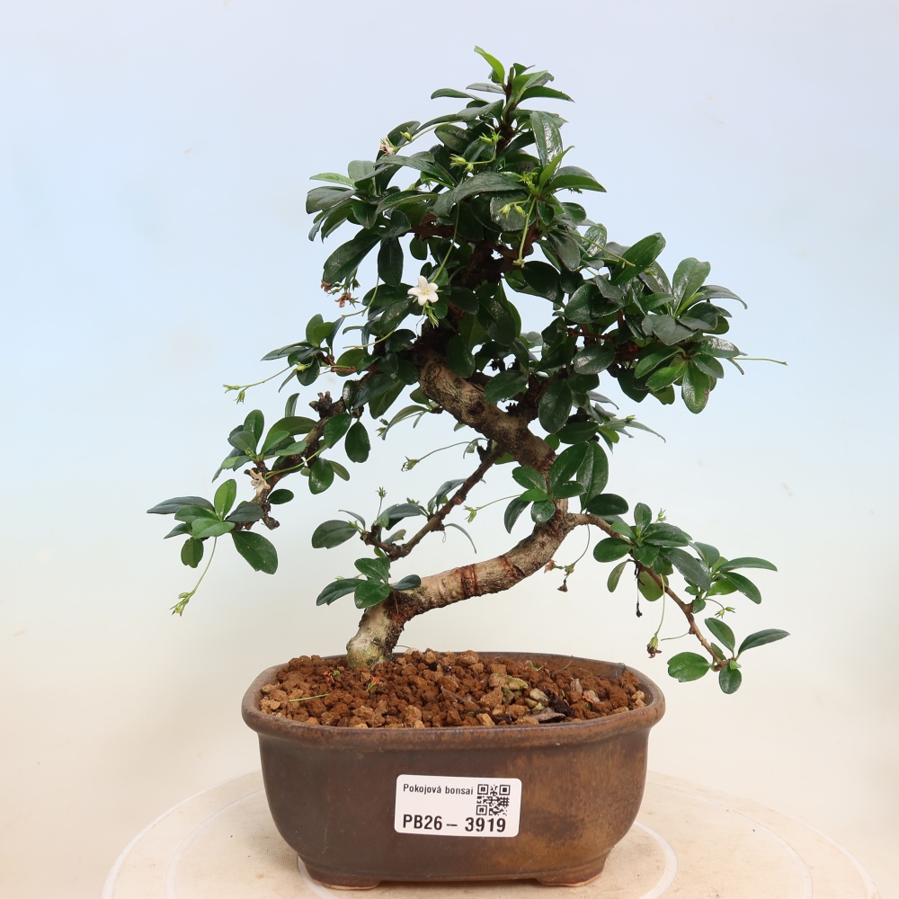 Bonsaï de chambre - Carmona macrophylla - Tea fuki