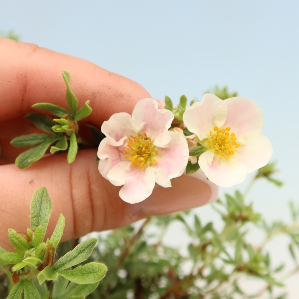 Bonsaï d'extérieur - Potentila fruticosa