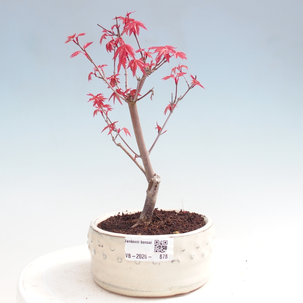 Bonsaï d'extérieur - Acer palmatum DESHOJO