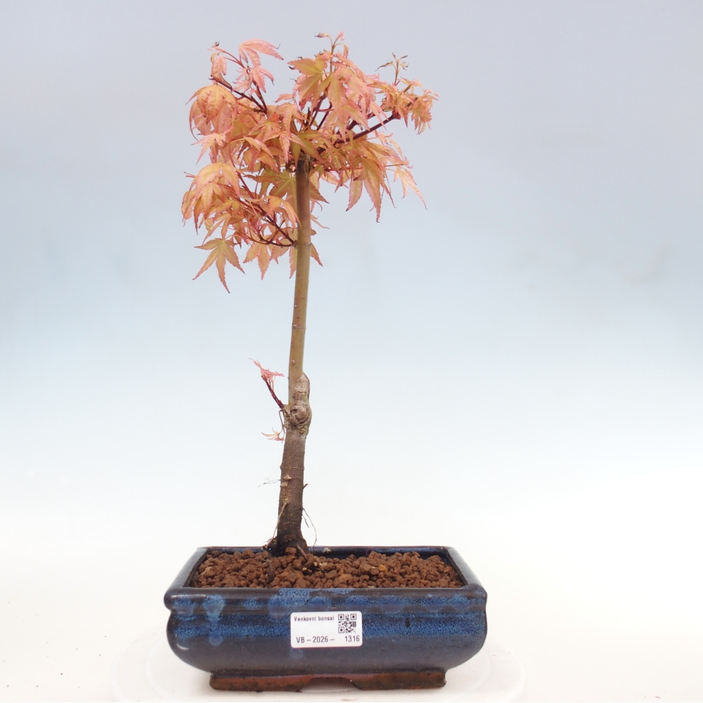 Érable de Norvège - Acer palmatum Beni Tsukasa