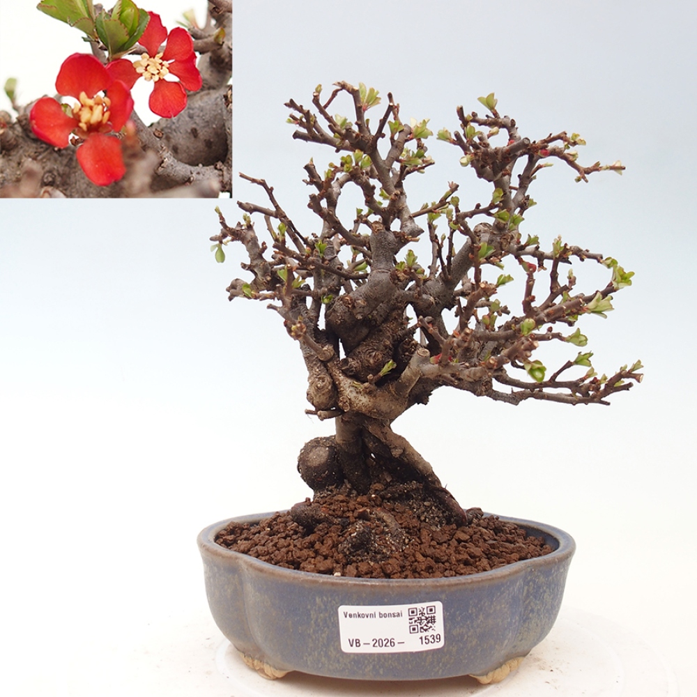 Bonsaï d'extérieur - Chaneomeles speciosa - Coing