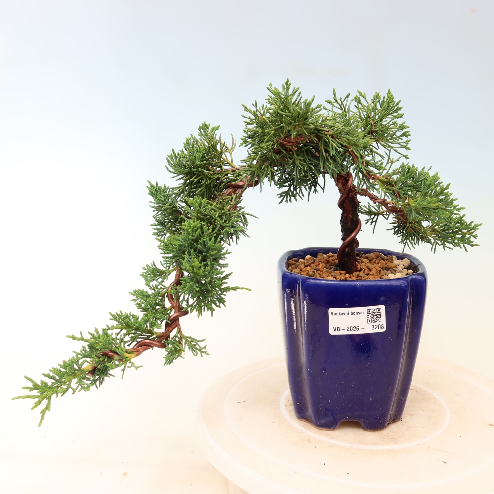 Bonsaï d'extérieur - Juniperus chinensis Kishu