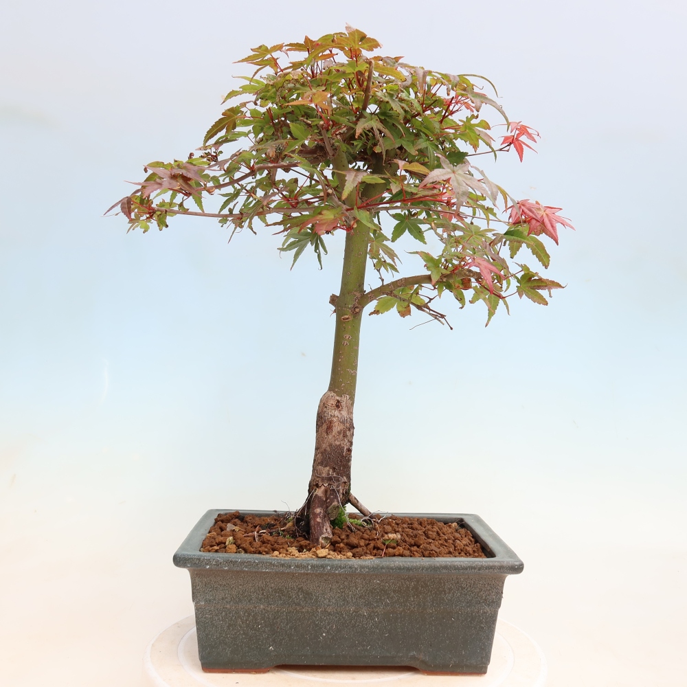 Bonsaï d'extérieur - Acer palmatum DESHOJO