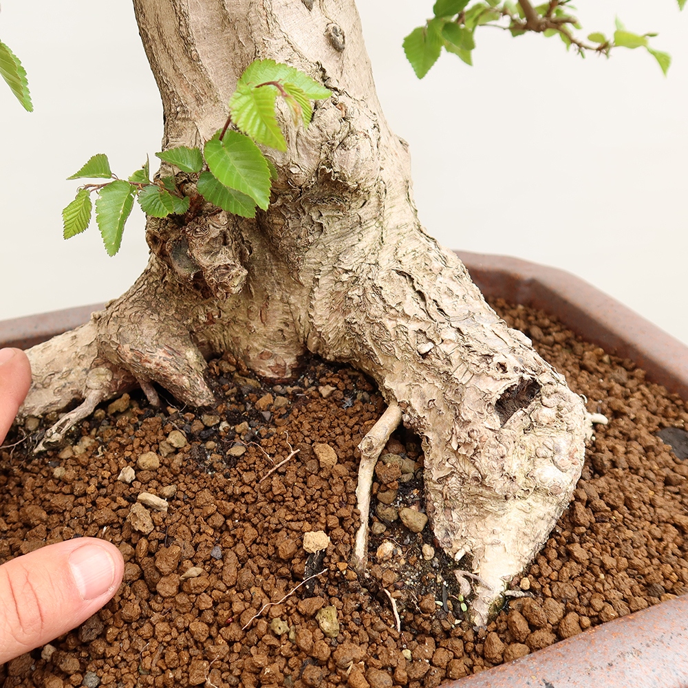 Bonsaï d'extérieur -Carpinus Coreana - Charme de Corée