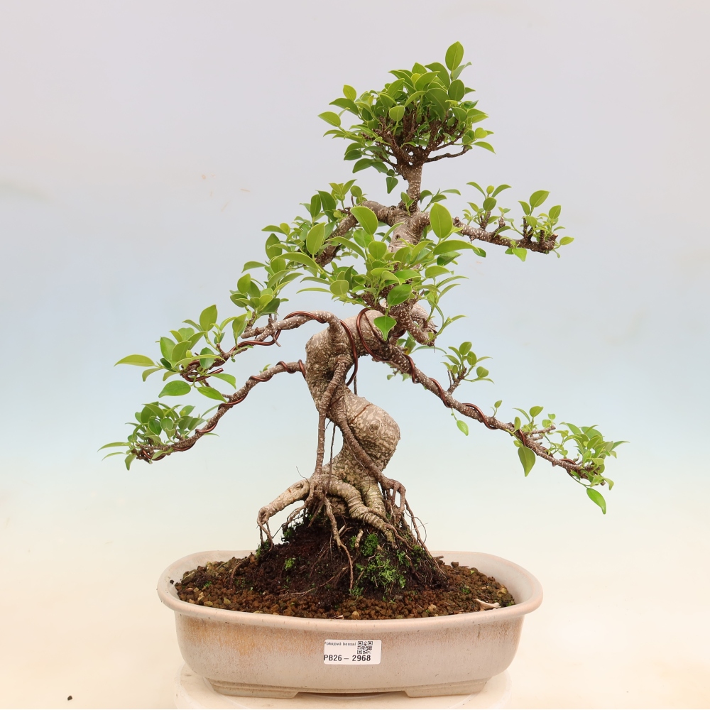 Salle bonsaï - Ficus kimmen - ficus à petites feuilles