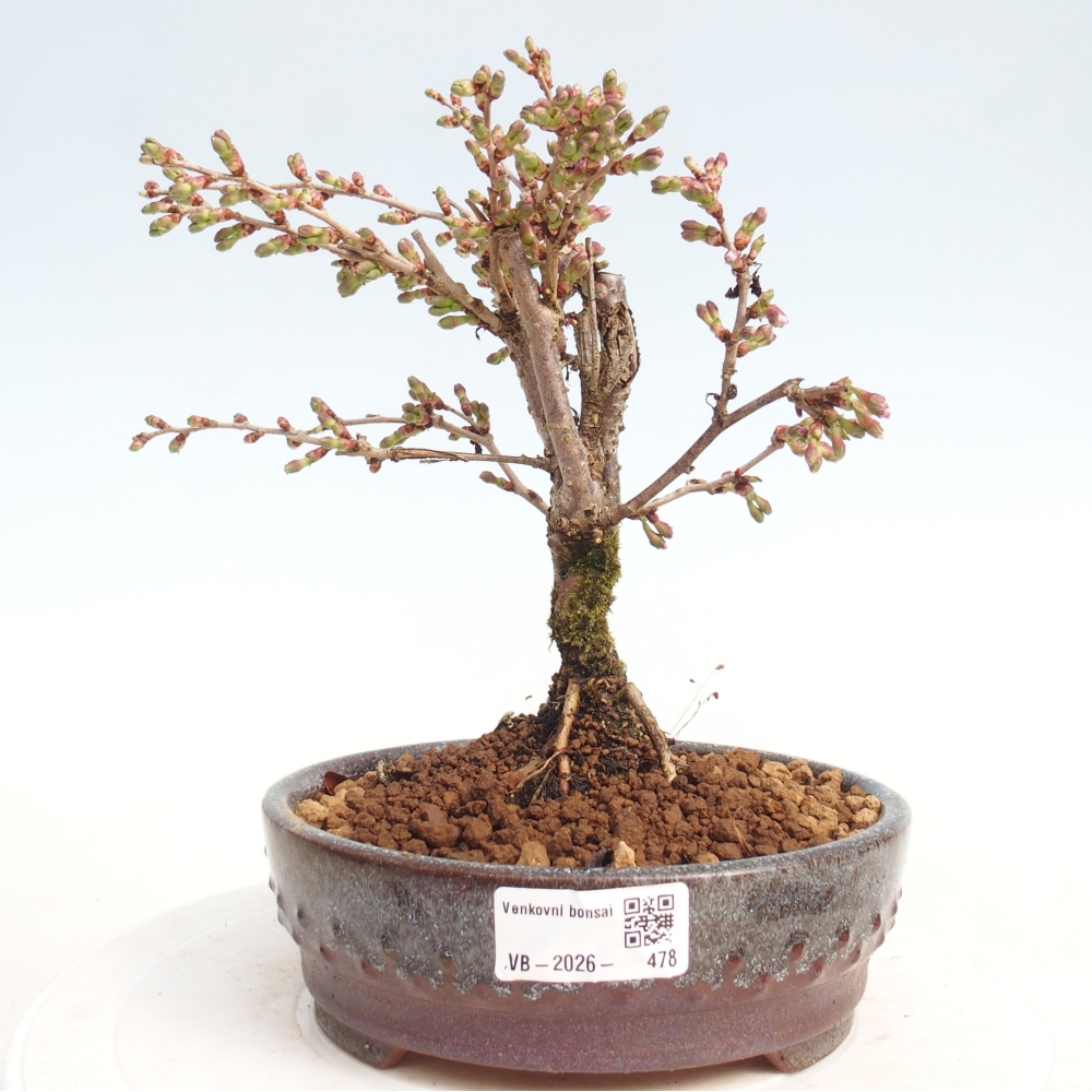 Bonsaï d'extérieur - Prunus incisa Kojou-no mai-Plivon découpé