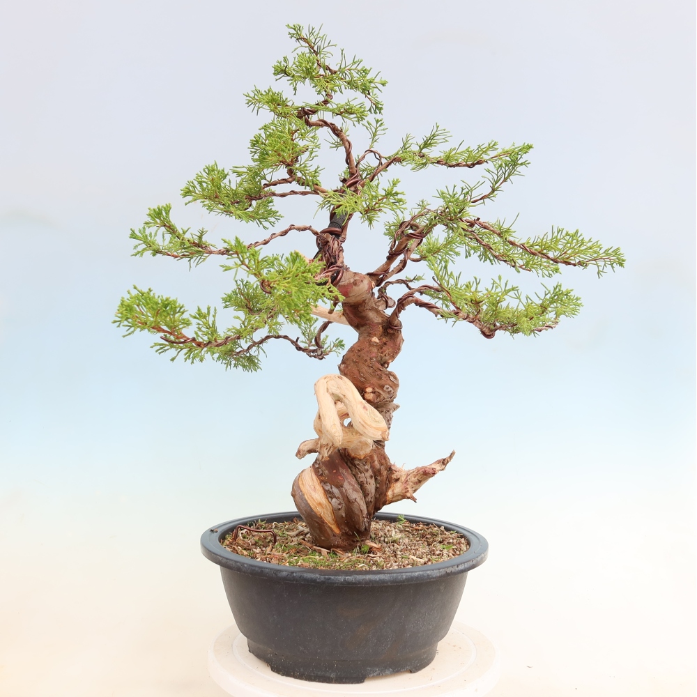 Bonsaï d'extérieur - Juniperus chinensis Itoigawa-Juniperus chinensis