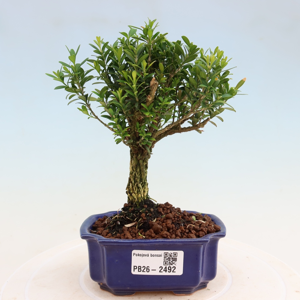Bonsaï de chambre - Buxus harlandii - buxus liège
