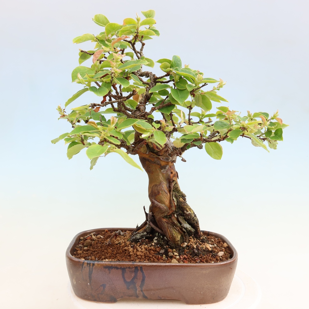 Bonsaï d'extérieur - Pseudocydonia sinensis - cognassier chinois