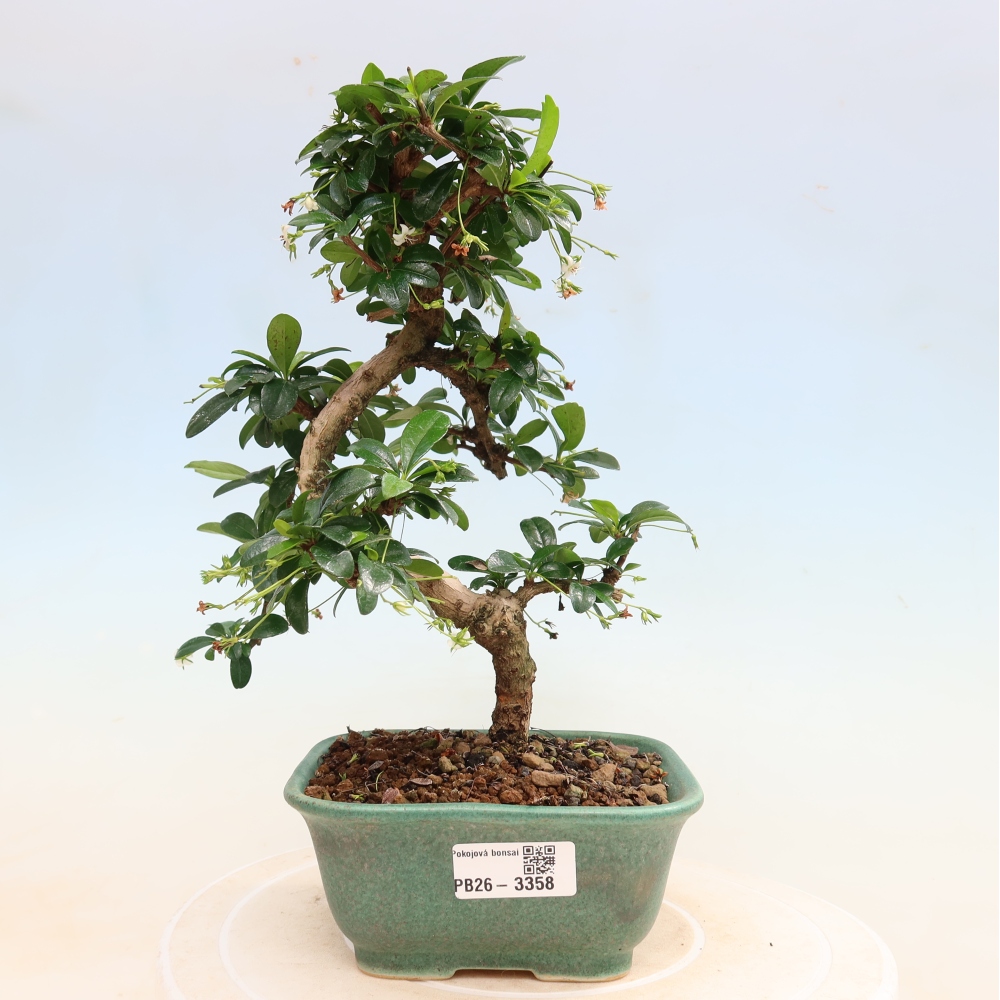 Bonsaï de chambre - Carmona macrophylla - Tea fuki