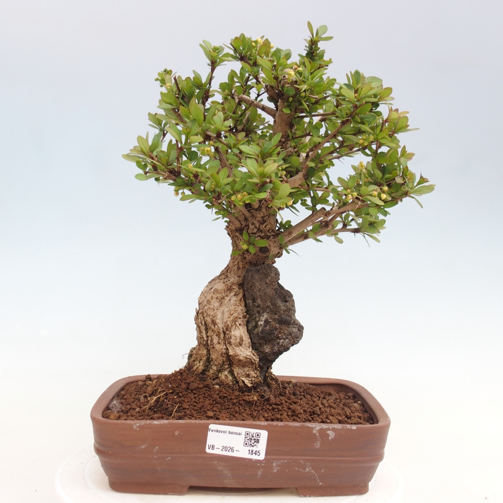 Bonsaï d'extérieur - Berberis coreana