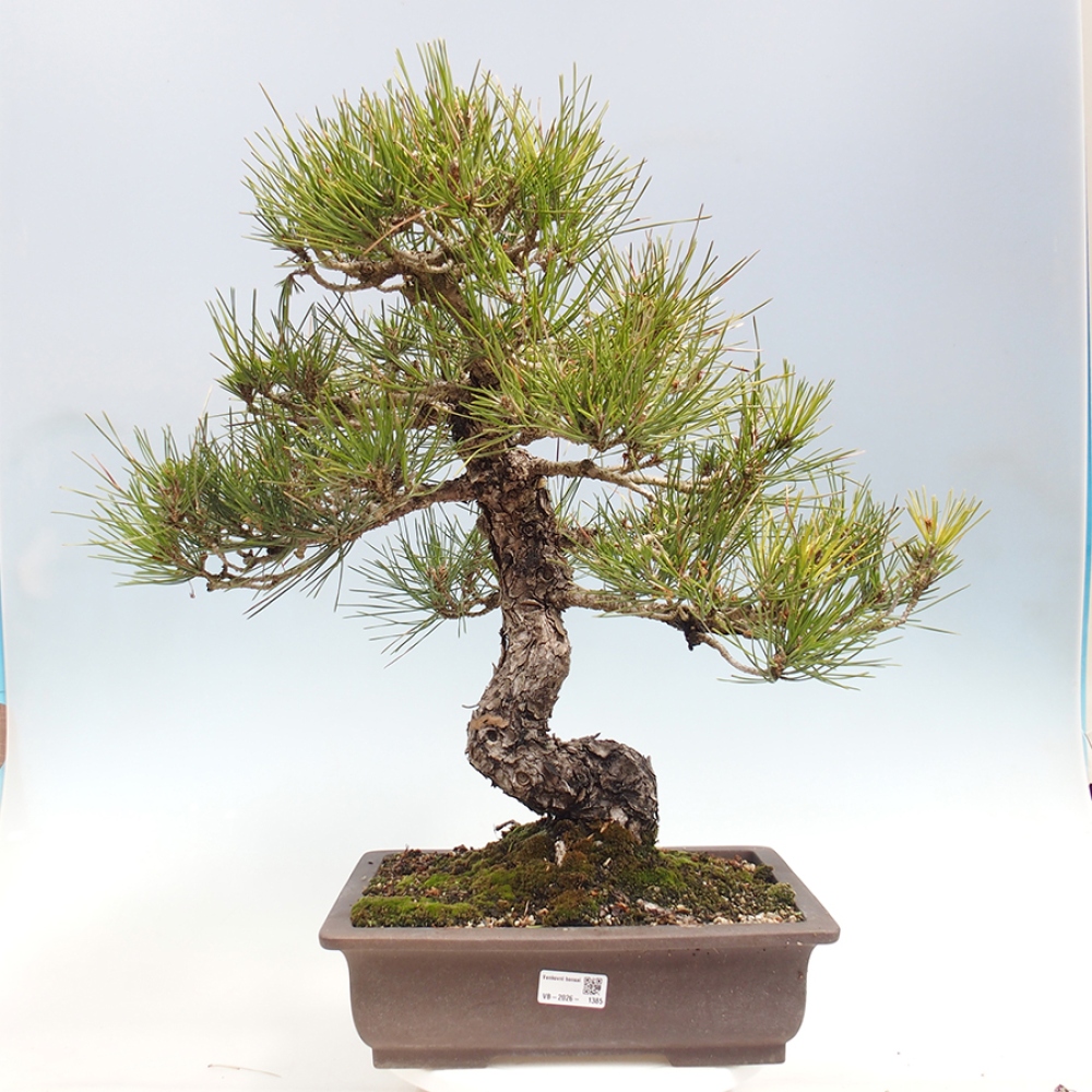 Bonsaï d'extérieur - Pinus thunbergii - Pin de Thunberg