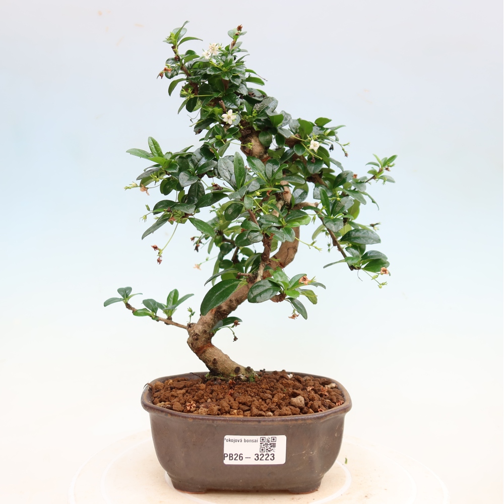 Bonsaï de chambre - Carmona macrophylla - Tea fuki