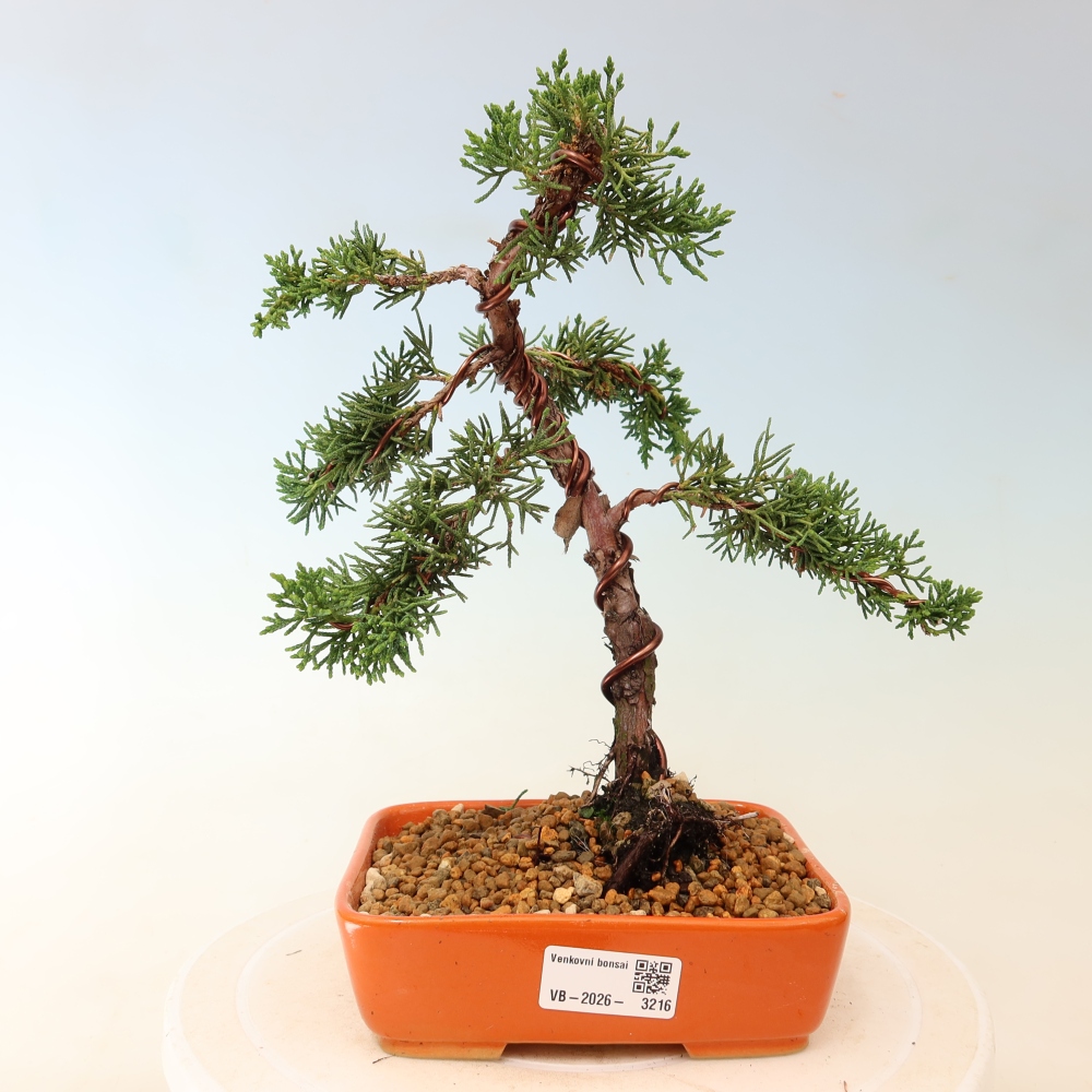 Bonsaï d'extérieur - Juniperus chinensis Kishu