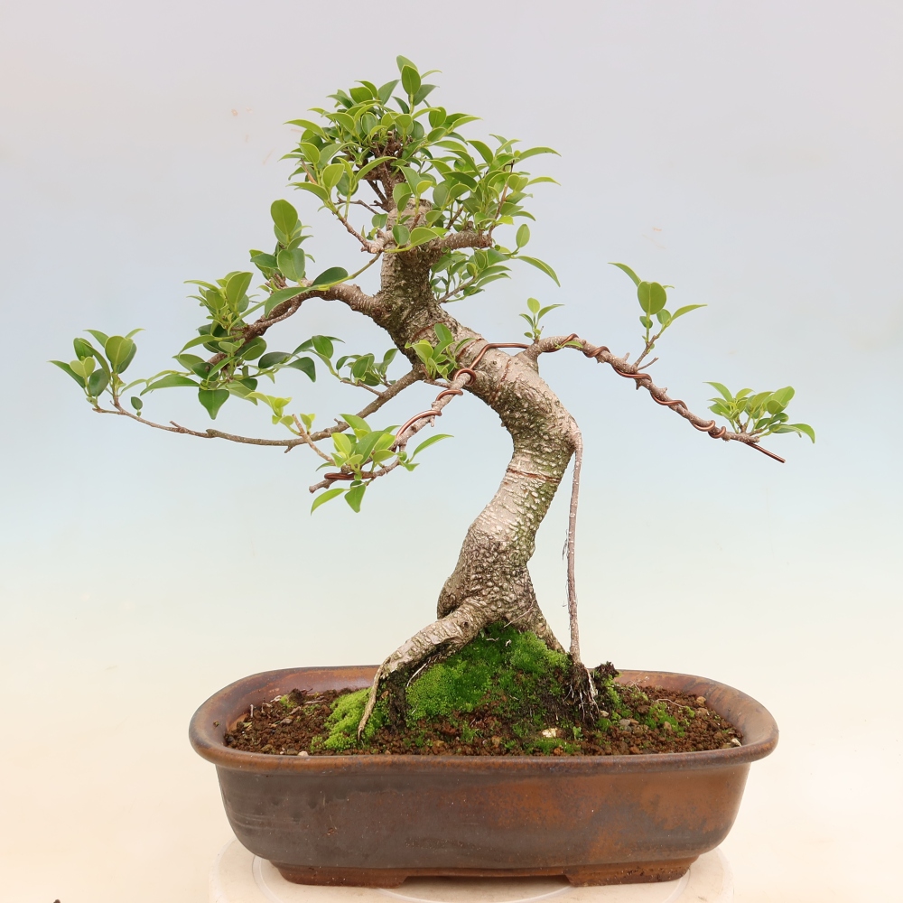 Salle bonsaï - Ficus kimmen - ficus à petites feuilles