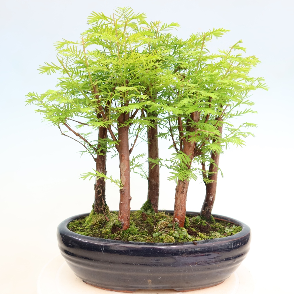 Bonsaï d'extérieur - Metasequoia glyptostroboides - Métaséquoia de Chine - petit bosquet