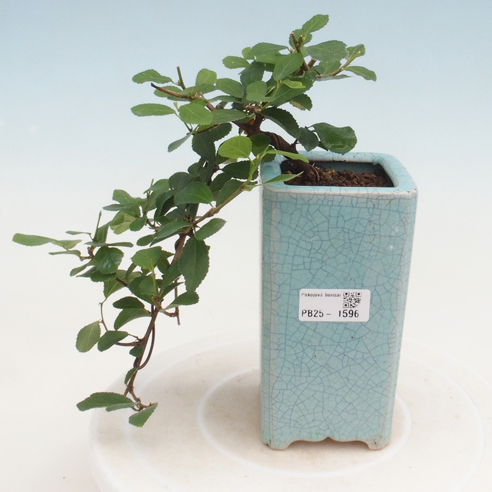 Bonsaï d'intérieur - Grewia occidentalis - Etoile de mer lavande