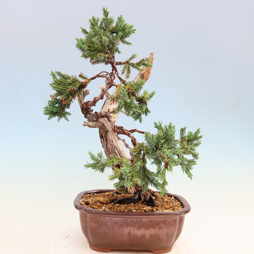 Bonsaï d'extérieur - Juniperus squamata – Genévrier écailleux