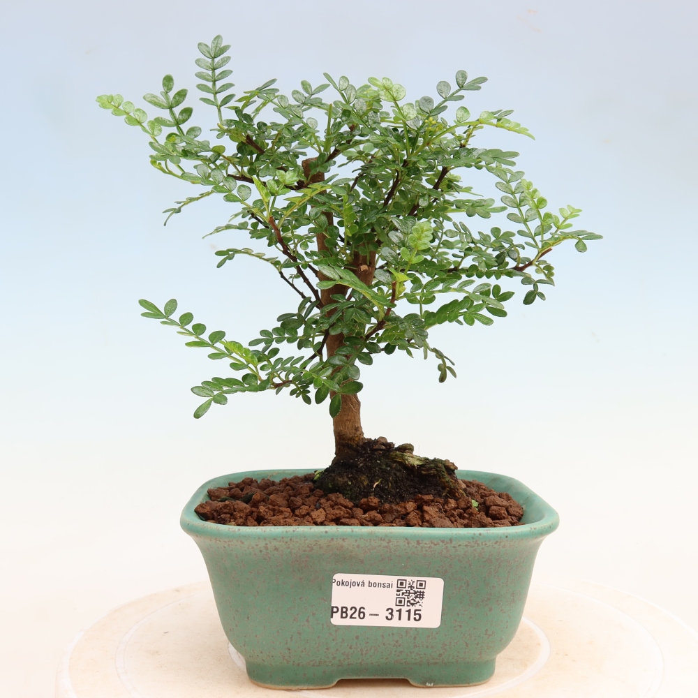 Salle bonsaï - Zantoxylum piperitum - arbre à poivre
