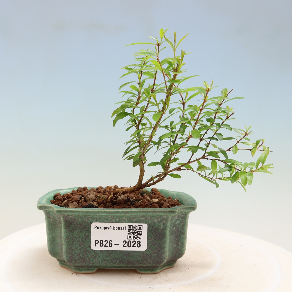 Bonsaï de chambre-PUNICA granatum nana-Pomme grenat