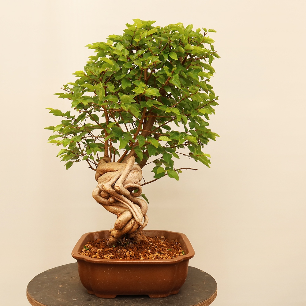 Bonsaï d'extérieur -Carpinus Coreana - Charme de Corée