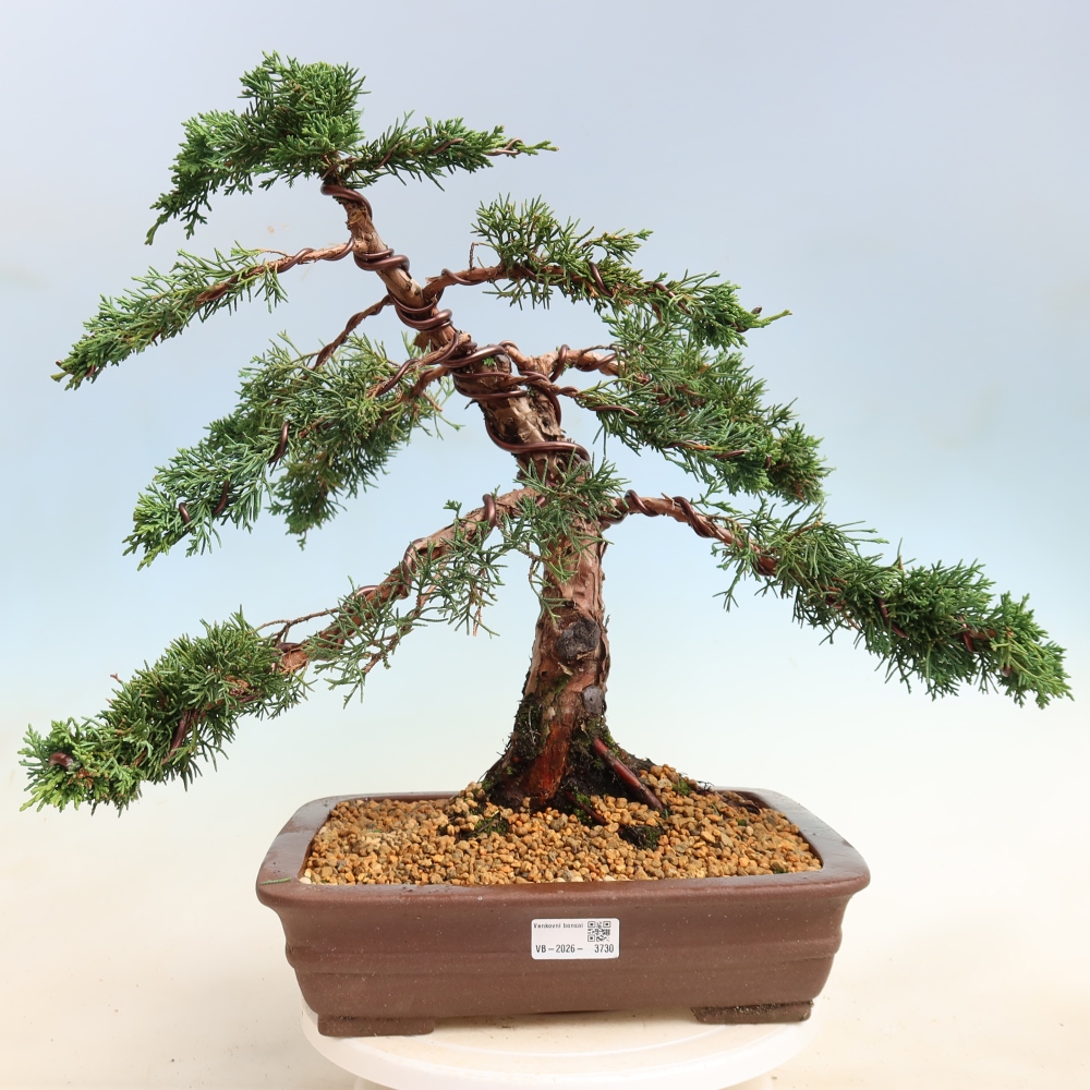 Bonsaï d'extérieur - Juniperus chinensis Kishu