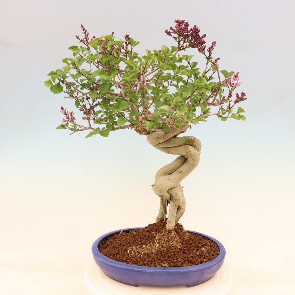 Bonsaï d'extérieur - Syringa microphylla - lilas à petites fleurs