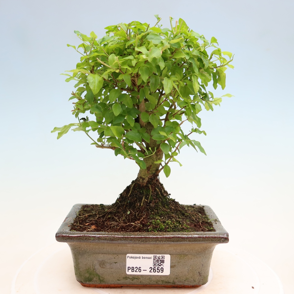 Bonsaï de chambre -Ligustrum chinensis - Bec d'oiseau