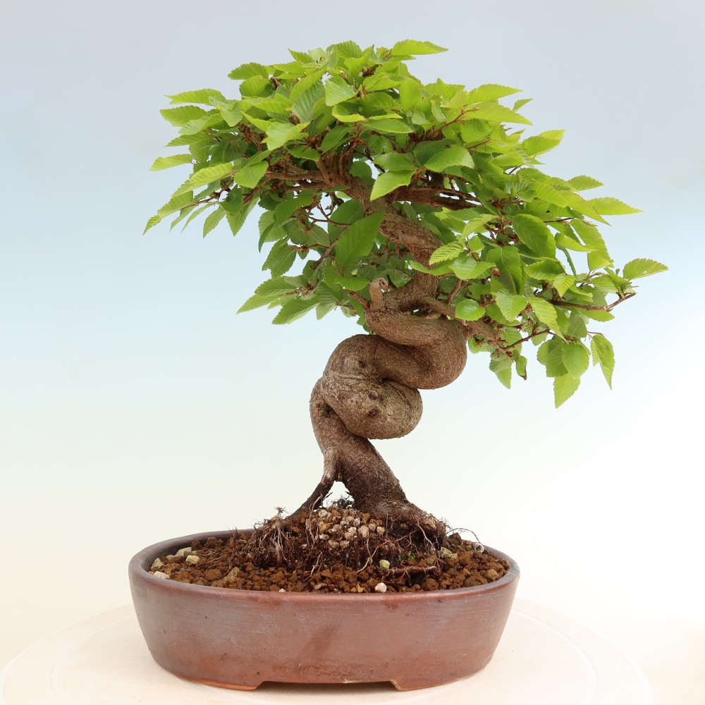 Bonsaï d'extérieur -Carpinus Coreana - Charme de Corée