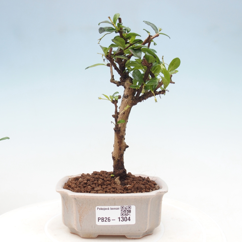 Bonsaï de chambre - Carmona macrophylla - Tea fuki