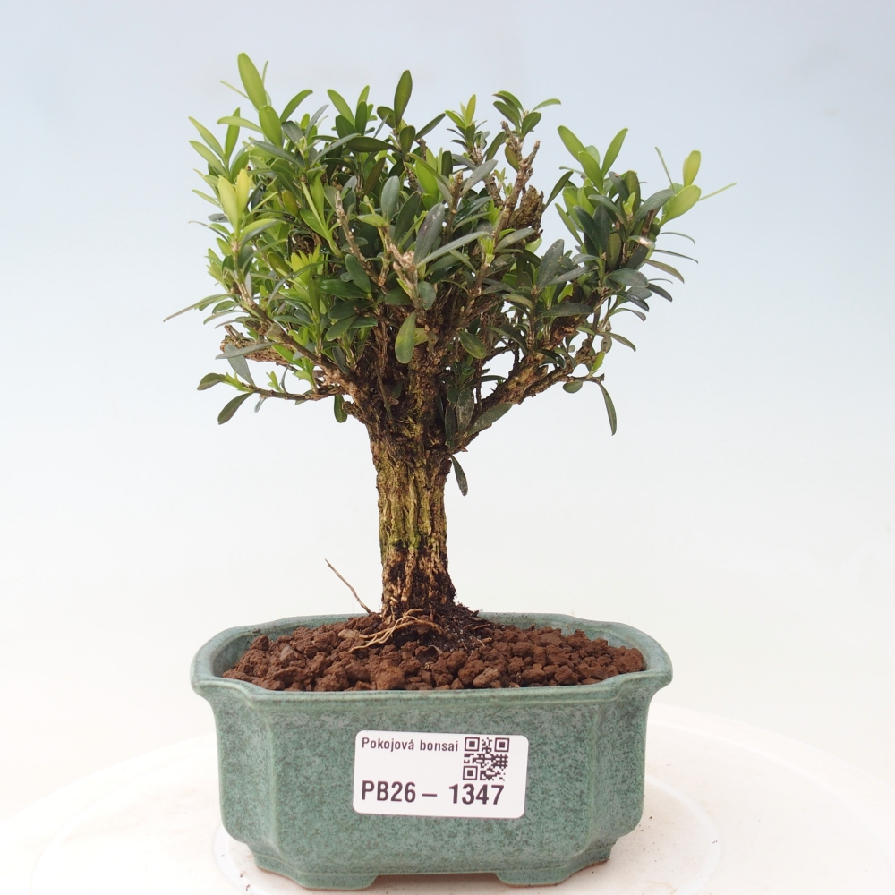 Bonsaï de chambre - Buxus harlandii - buxus liège