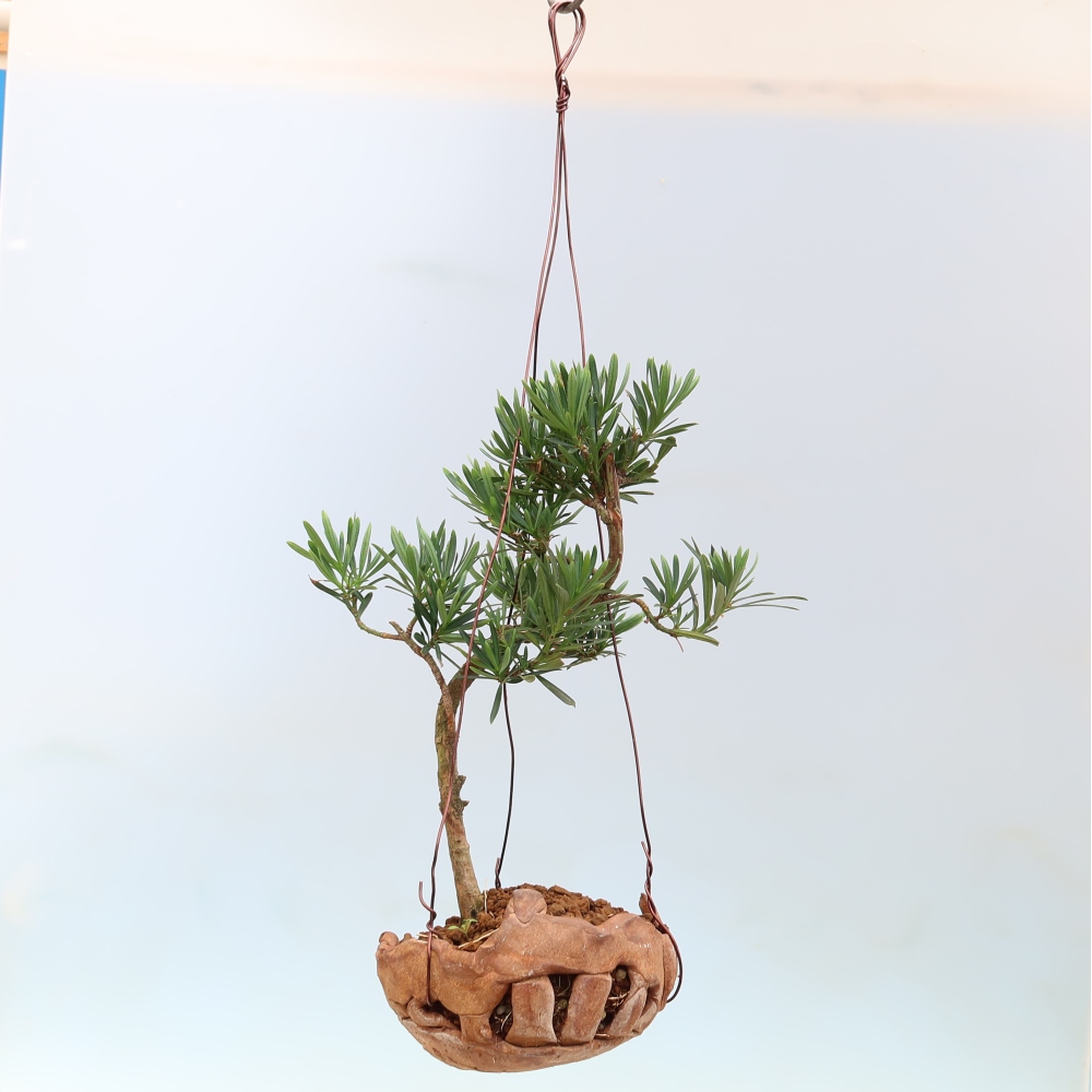Kokedama en poterie - Podocarpus - If de pierre